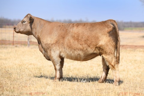 LOT-9