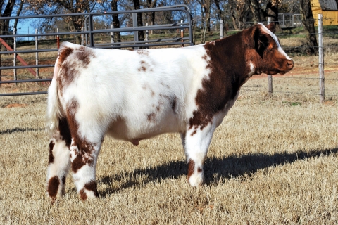 Lot 1: 610
