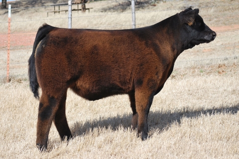 Lot 4: 909