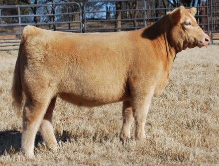 heifer