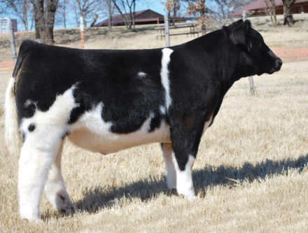 Steer